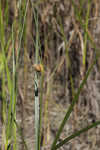 Sturdy bulrush